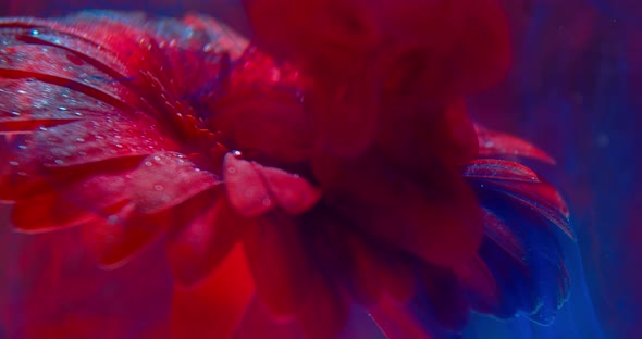 Red Ink All Over a Flower Under Water, Beautiful Colorful Art Show, 