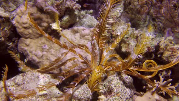 Colorful Yellow Feather Star