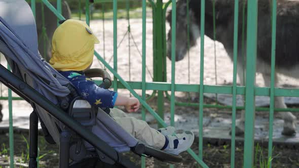 Mother with Little Cute Child in Baby Stroller Walking in the Park Kid Looking at Donkeys in the Zoo