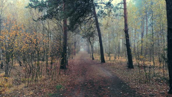 Forest Fog Scary Mystical Dark Foggy Walk Drone