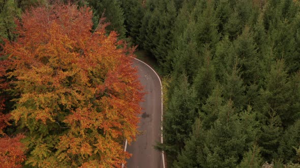 Aerial lift up of beautiful forest in autumn and a rural paved road