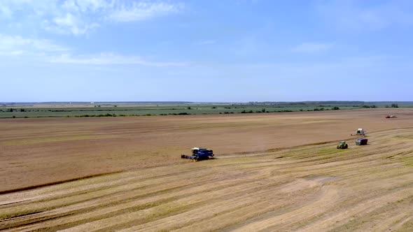 Harvesting of wheat in summer. Two harvesters working in the field.