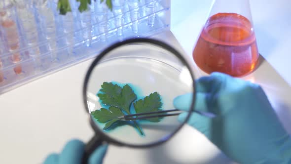 Female Biochemist Examine Plant Leaf Through Magnifying Glass in Lab