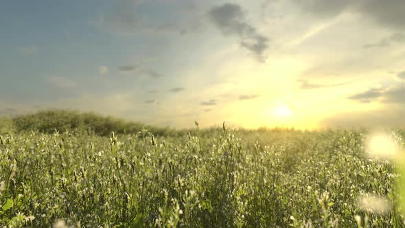 A Field With Flowering Mustard Plants