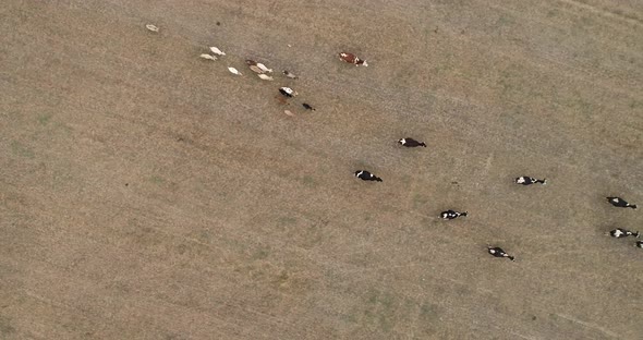 top down view of cows herd grazing on pasture field. Cows and calves
