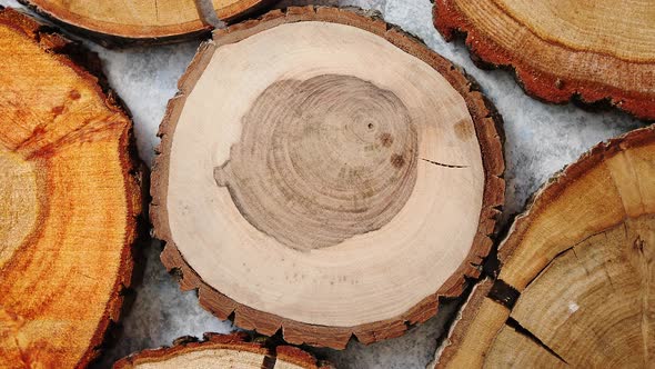 Aged, Cracked, Wooden, Circular Tree Section with Rings