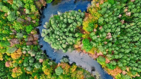 Top down view of river and forest in autumn