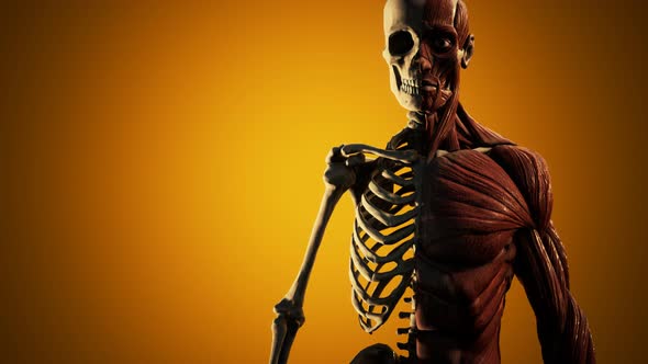 Muscular and Skeletal System of Human Body alt