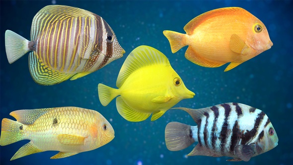 5 Fishes Pack V01