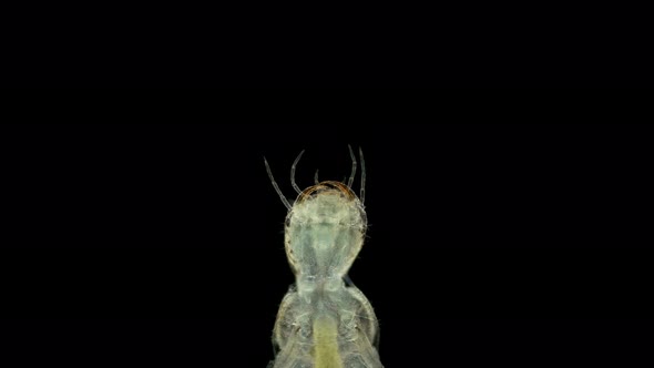 Dytiscidae beetle larva under a microscope, order Coleoptera