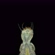 Dytiscidae beetle larva under a microscope, order Coleoptera - VideoHive Item for Sale
