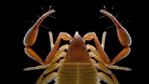 Pseudoscorpionida under microscope, family Cheliferidae, possibly Chelifer cancroides