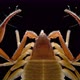 Pseudoscorpionida under microscope, family Cheliferidae, possibly Chelifer cancroides - VideoHive Item for Sale