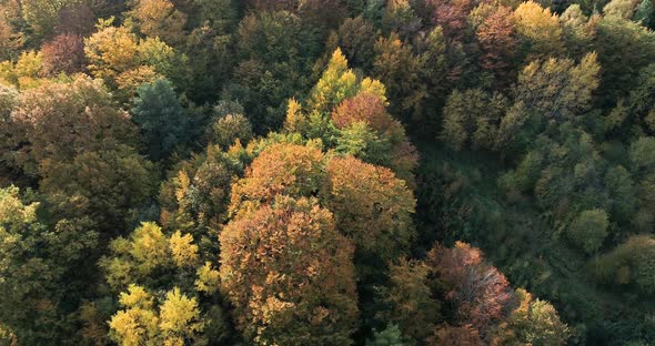 Drone rotate above natural landscape woodland tree forest with autumn fall color in remote travel de