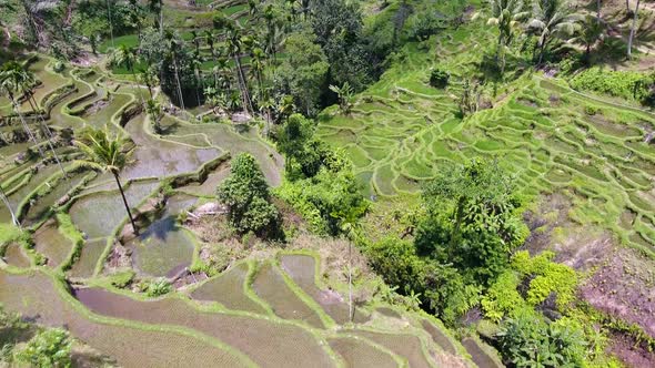 Drone opening reveal shot of amazing valley with rice terraces in Ubud on Bali, Indonesia