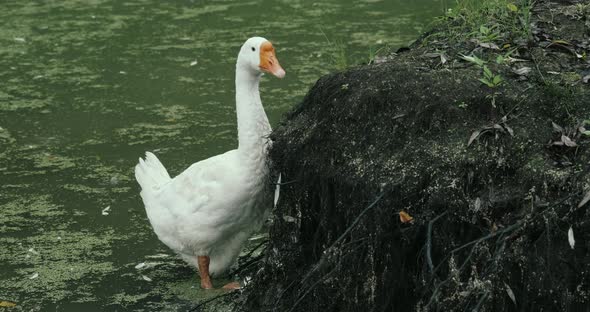 White Domestic Geese and Ducks Swim in Pond on Farm