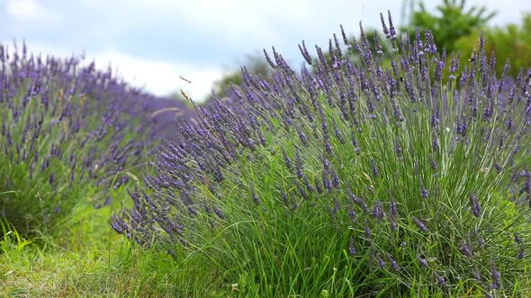 Beautiful Blooming Lavender Close Up As a Background, Czech Republic