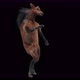 41 Horse Dancing 4K - VideoHive Item for Sale