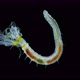 Polychaeta Worm Order Sabellida Under a Microscope - VideoHive Item for Sale