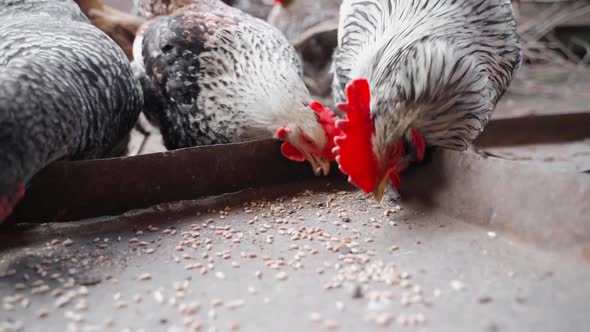 Rooster and Hens Pecking Wheat From the Feeder in Slow Motion