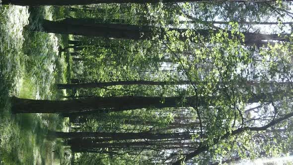 Vertical Video of Forest Landscape in Summer Slow Motion