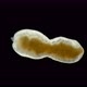 Microturbellaria Worm Under the Microscope, Phylum Platyhelminthes - VideoHive Item for Sale