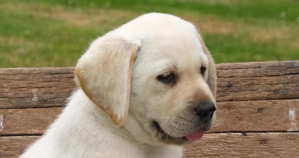 Labrador Retriever, Portrait of Yellow Puppy in a Wheelbarrow, Normandy in France, Slow Motion 4K