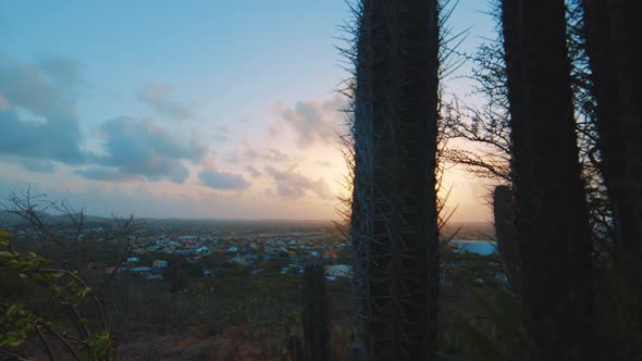 View of Curacao at sunrise from behind a prickly cactus