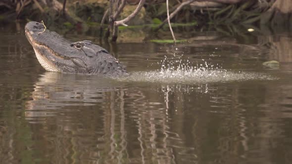 Gator bellows and growls in slow motion as water dances on back in South Florida Everglades