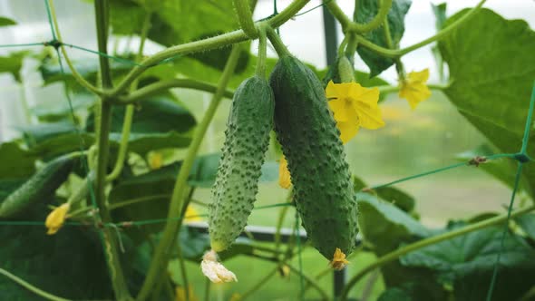 Green cucumbers in a greenhouse close-up