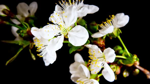 Cherry Flowers Blooming in Time Lapse