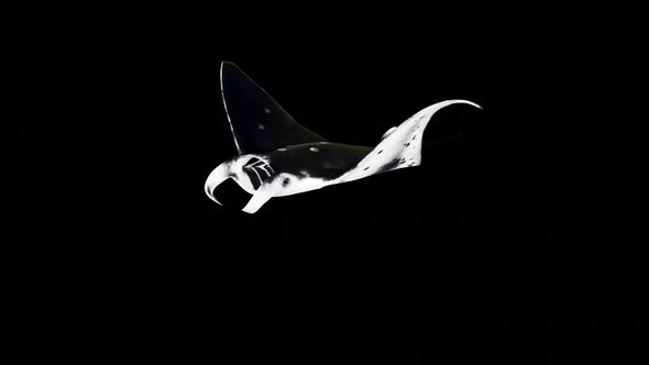 Manta Fish Front Side alt