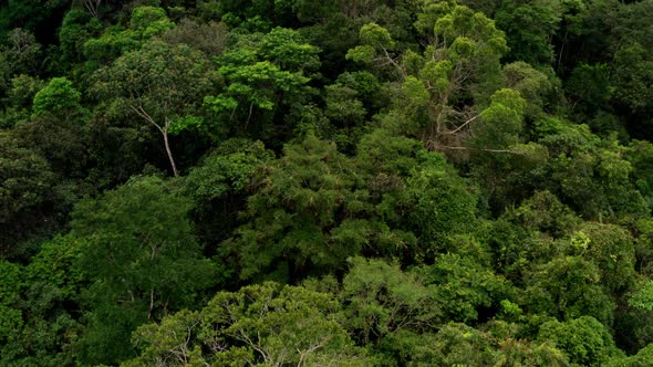 Aerial view flying over the tree canopy of a tropical forest