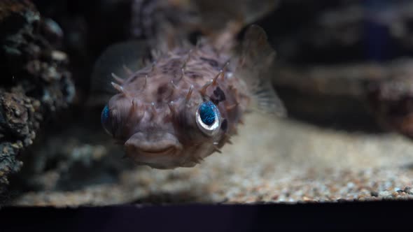 Blue Eyes Cyclichthys Fish at XPark Aquarium Taoyuan Taiwan.