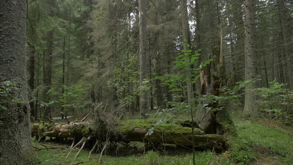 Fallen Tree in A Forest