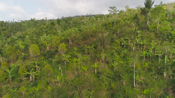 Tropical Landscape Rainforest and Mountains