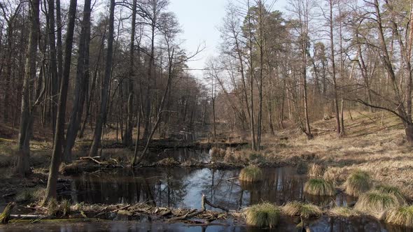 forest swamp. Spring. aerial. Sun rays.