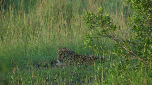 Leopard resting in the savannah