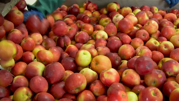 Washing Apples on the Conveyor