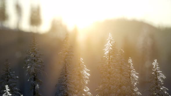 Splendid Christmas Scene in the Mountain Forest. Colorful Winter Sunrise