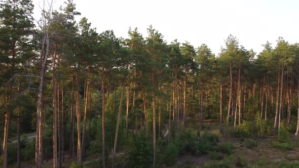 Drone shot aerial fly through mixed forest between trees 4k. High quality 4k footage.