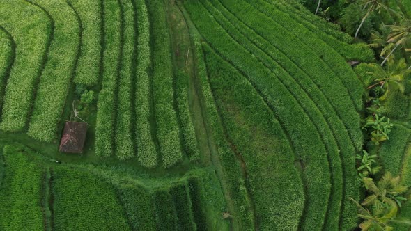 Rice Fields in Bali