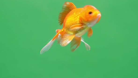 Gold Fish On Green Screen Background