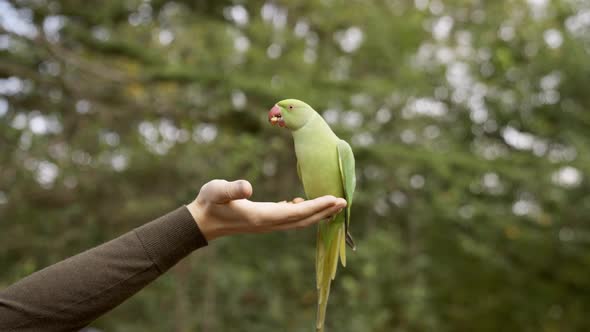 Green Parrot in London Flying in the Park and Sitting on a Hand