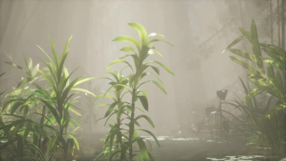 Sun Shining Through Trees and Fog in a Tropical River alt