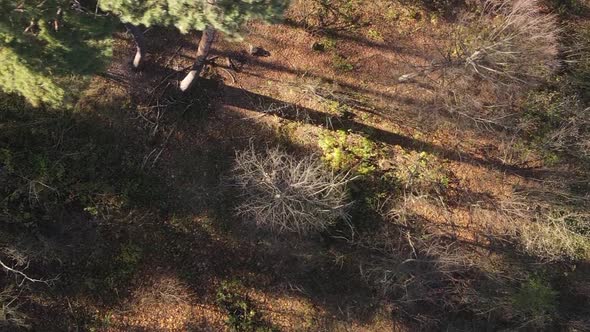 Vertical Video of Forest Landscape in Autumn Slow Motion