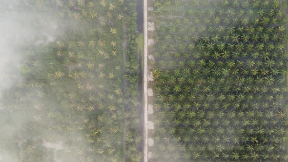 Aerial top down view misty coconut plantation