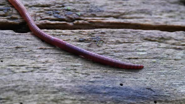 Earthworm in the Forest on a Tree Log. Long Worm Wriggles and Crawls.