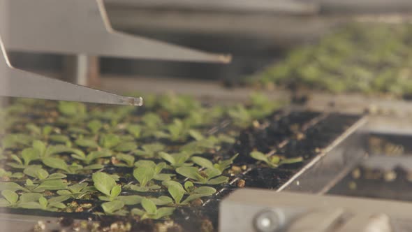 Automatic planting of young seedlings using a robot in an industrial nursery