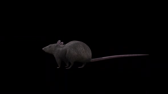 Brown Rat İdle Back Side View